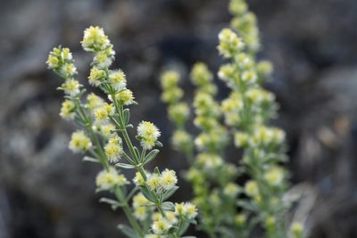 Galium grayanum, photographed by Trevor Van Loon