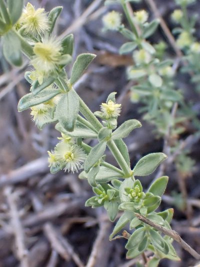 Galium grayanum, photographed by Trevor Van Loon