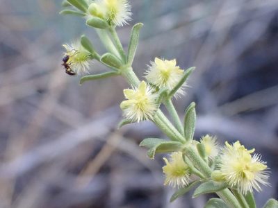 Galium grayanum, photographed by Trevor Van Loon