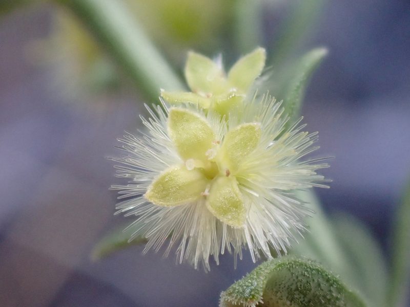 Galium grayanum, photographed by Trevor Van Loon