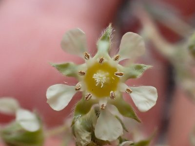 Potentilla daucifolia, photographed by Trevor Van Loon