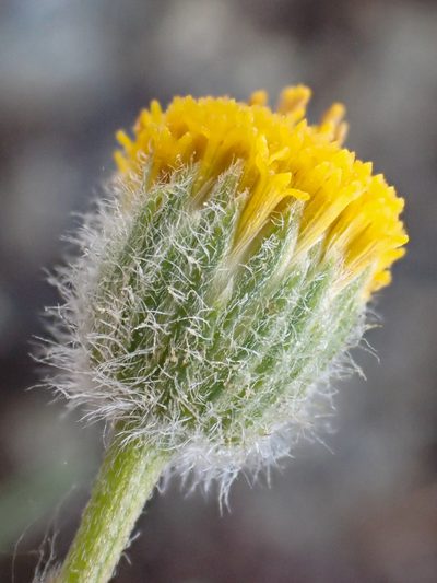 Erigeron bloomeri, photographed by Trevor Van Loon