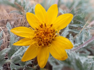 Balsamorhiza lanata, photographed by Trevor Van Loon