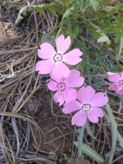 Phlox woodhousei, photographed by P Holroyd