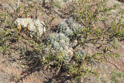 Thelocactus leucacanthus, photographed by José Belem Hernández Díaz
