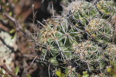 Thelocactus leucacanthus, photographed by José Belem Hernández Díaz