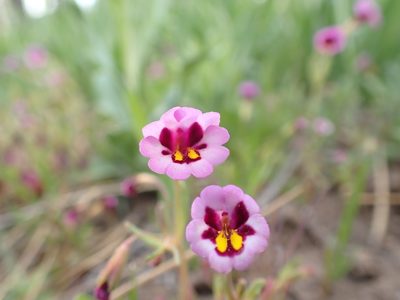 Erythranthe filicaulis, photographed by Scott Yarger