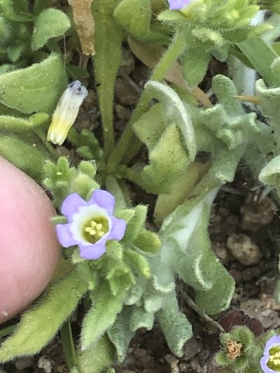 Nama stenocarpa, photographed by Amy Huie