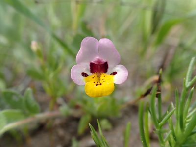 Diplacus pulchellus, photographed by Scott Yarger