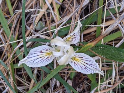 Iris tenuissima, photographed by David Anderson