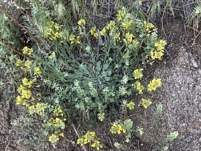 Physaria vitulifera