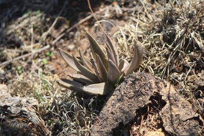 Echeveria bifida, photographed by José Belem Hernández Díaz