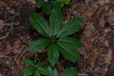 Parthenocissus heptaphylla, photographed by Michelle W. （鍾偉瑋）