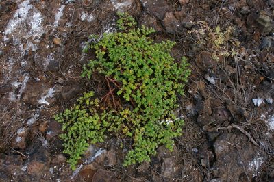 Euphorbia amplexicaulis, photographed by Don Johnston