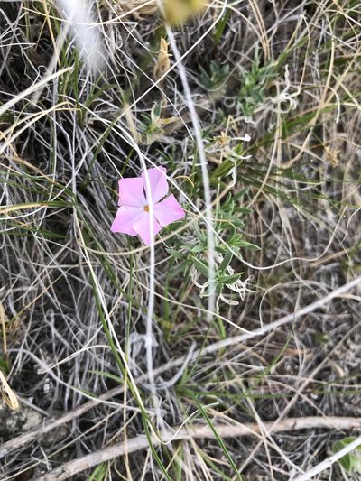Phlox alyssifolia, photographed by stenarmer52