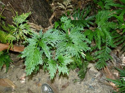 Selaginella longipinna, photographed by botanygirl