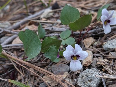 Viola cuneata, photographed by David Anderson