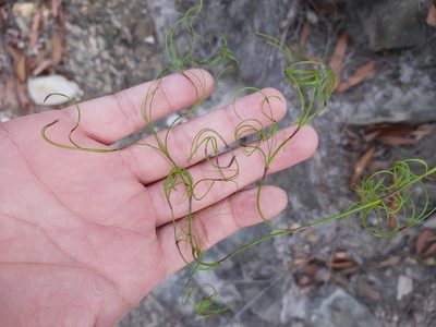 Caustis flexuosa, photographed by Tim