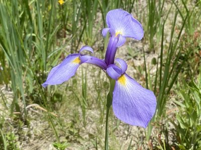 Iris tridentata, photographed by Dwight Kingsbury