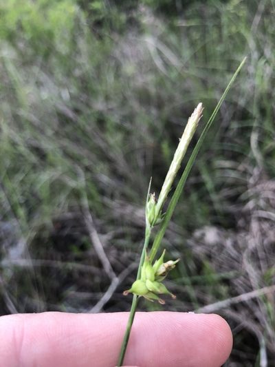 Carex turgescens, photographed by John Kees