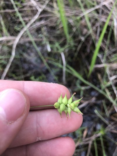 Carex turgescens, photographed by John Kees