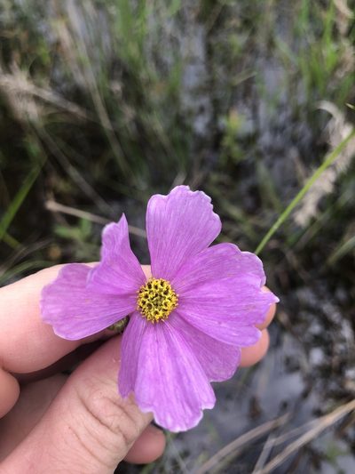 Coreopsis nudata, photographed by John Kees