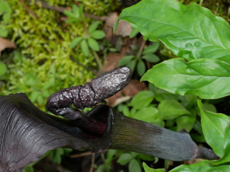 Arisaema ilanense, photographed by Jacy Chen