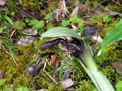 Arisaema ilanense, photographed by Jacy Chen