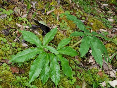 Arisaema ilanense, photographed by Jacy Chen
