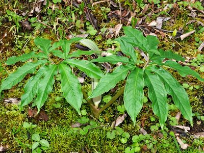 Arisaema ilanense, photographed by Jacy Chen