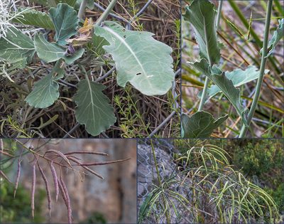 Brassica montana, photographed by Golfopolikayak