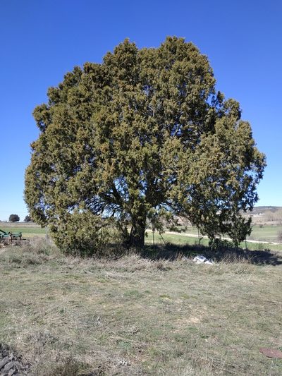 Juniperus thurifera, photographed by Tim Johnson