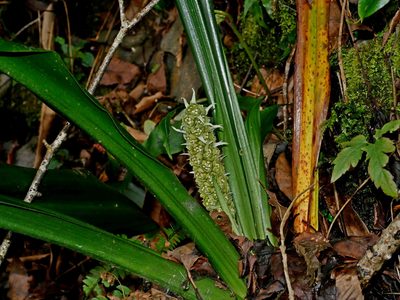 Rohdea fargesii, photographed by Jacy Chen