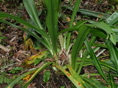 Rohdea fargesii, photographed by Jacy Chen