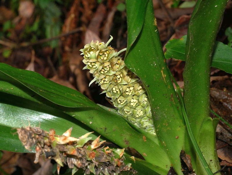 Rohdea fargesii, photographed by Jacy Chen