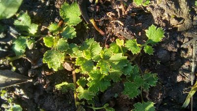 Chamarea gracillima, photographed by kevin koen