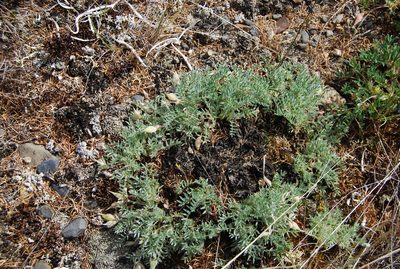 Oxytropis susumanica, photographed by Maria Khoreva
