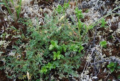 Oxytropis susumanica, photographed by Maria Khoreva