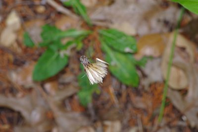 Chaptalia texana, photographed by Michelle W. （鍾偉瑋）