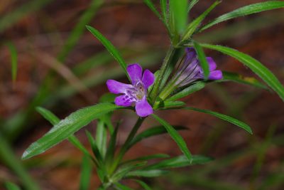 Dyschoriste linearis, photographed by Michelle W. （鍾偉瑋）