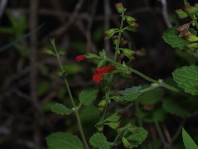 Salvia roemeriana, photographed by Michelle W. （鍾偉瑋）