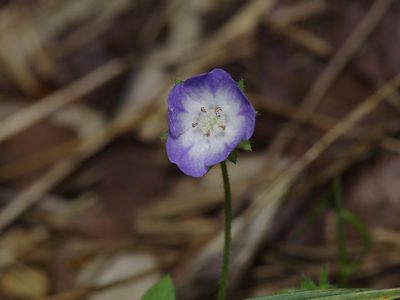 Nemophila phacelioides, photographed by Michelle W. （鍾偉瑋）
