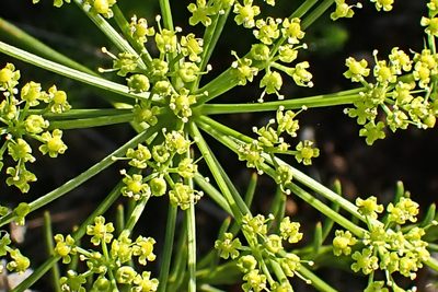 Notobubon ferulaceum, photographed by Di Turner