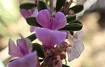 Indigofera flabellata, photographed by Di Turner