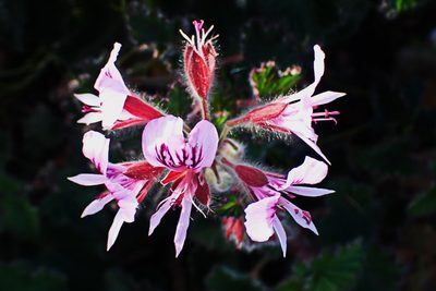 Pelargonium cordifolium, photographed by Di Turner