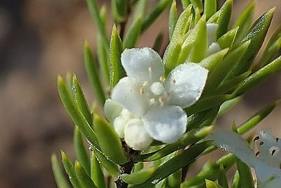 Lachnaea diosmoides, photographed by Di Turner