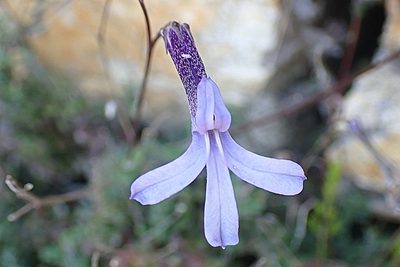 Lobelia dichroma, photographed by Di Turner