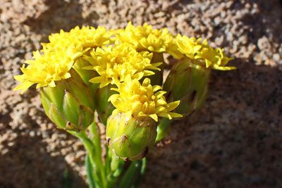 Athanasia linifolia, photographed by Di Turner