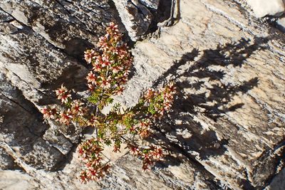 Erica uberiflora, photographed by Di Turner