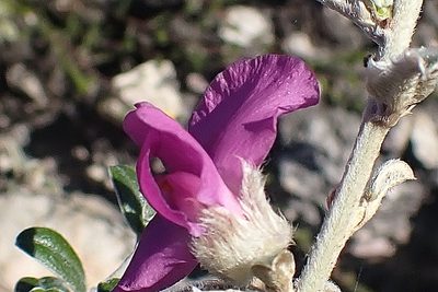 Podalyria burchellii, photographed by Di Turner